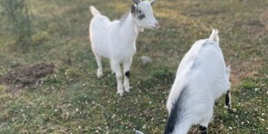 Two of our resident Nigerian Dwarf Bucklings