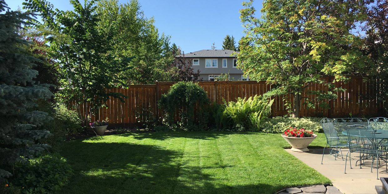 A sunny backyard with green grass and trees.