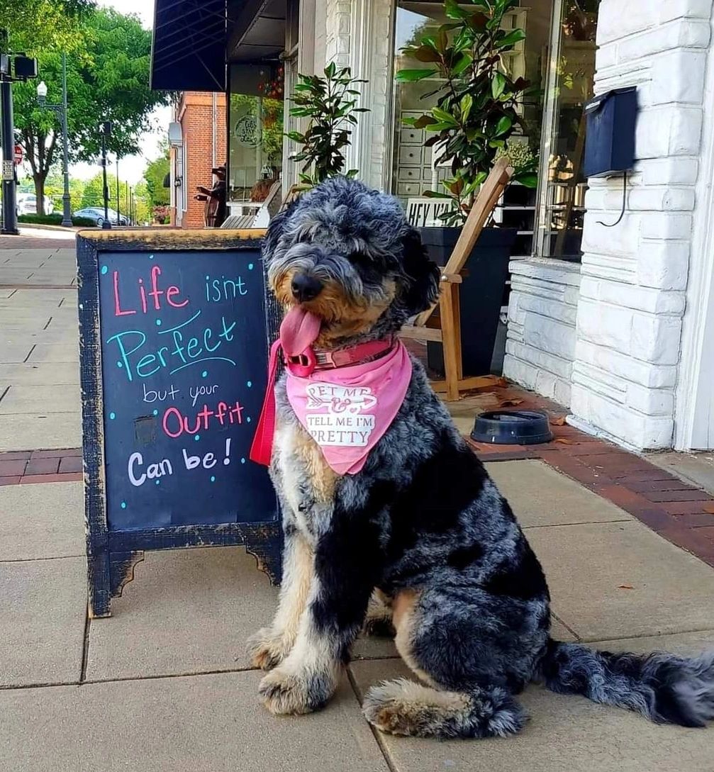 The Doodle Groomer Doodle Grooming, Pet Groomer, Groomer