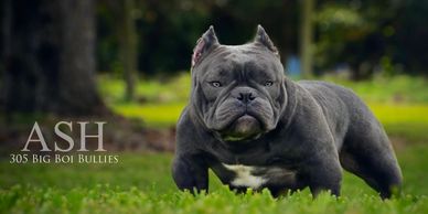 305 Big Boi Bullies HAZARD 
Catergory: Micro Exotic 
Height: 10”
Weight: 55 Lbs 
Color: Blue & White