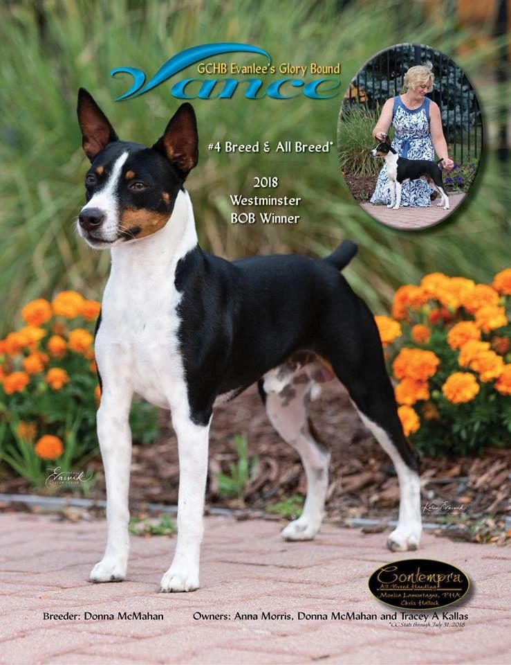 {"blocks":[{"key":"4vd16","text":"Fancy Vance!! Best of Breed winner At Westminster Kennel Club 2018!!! Vance was a top ranked Rat Terrier and finished his championship title with us all within 18 months!!","type":"unstyled","depth":0,"inlineStyleRanges":[],"entityRanges":[],"data":{}}],"entityMap":{}}