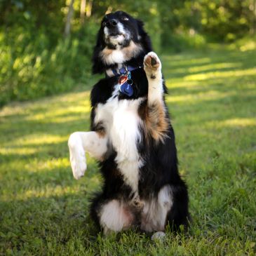 Dog sitting and raising one paw outdoors.