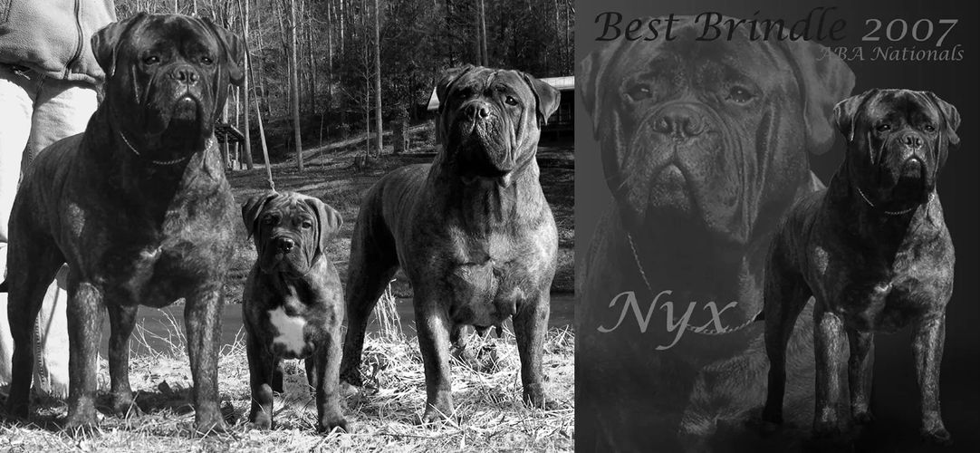 Brindle Bullmastiffs