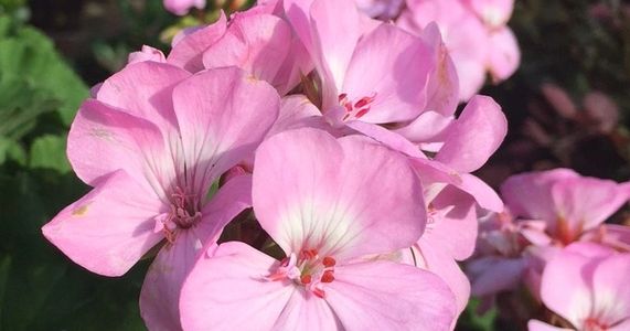 Geraniums