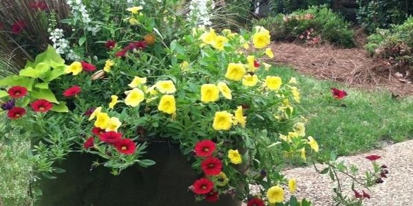 Container of calibrochoa, sweet potato vine, angelonia, and red rooster plant