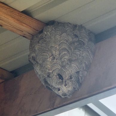 Bald faced hornet nest