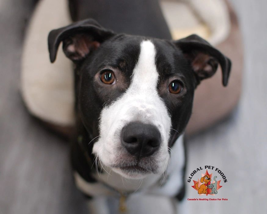 Pet Food Store in Saint Catherines