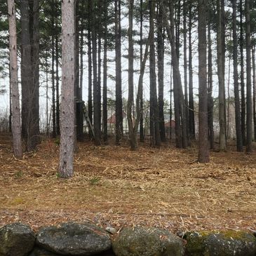 A forest with tall trees behind a mossy stone wall.