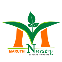 Maruthi Nursey