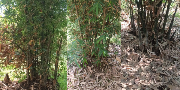 BAMBOO SHOOT