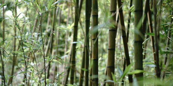BAMBOO PLANTATION