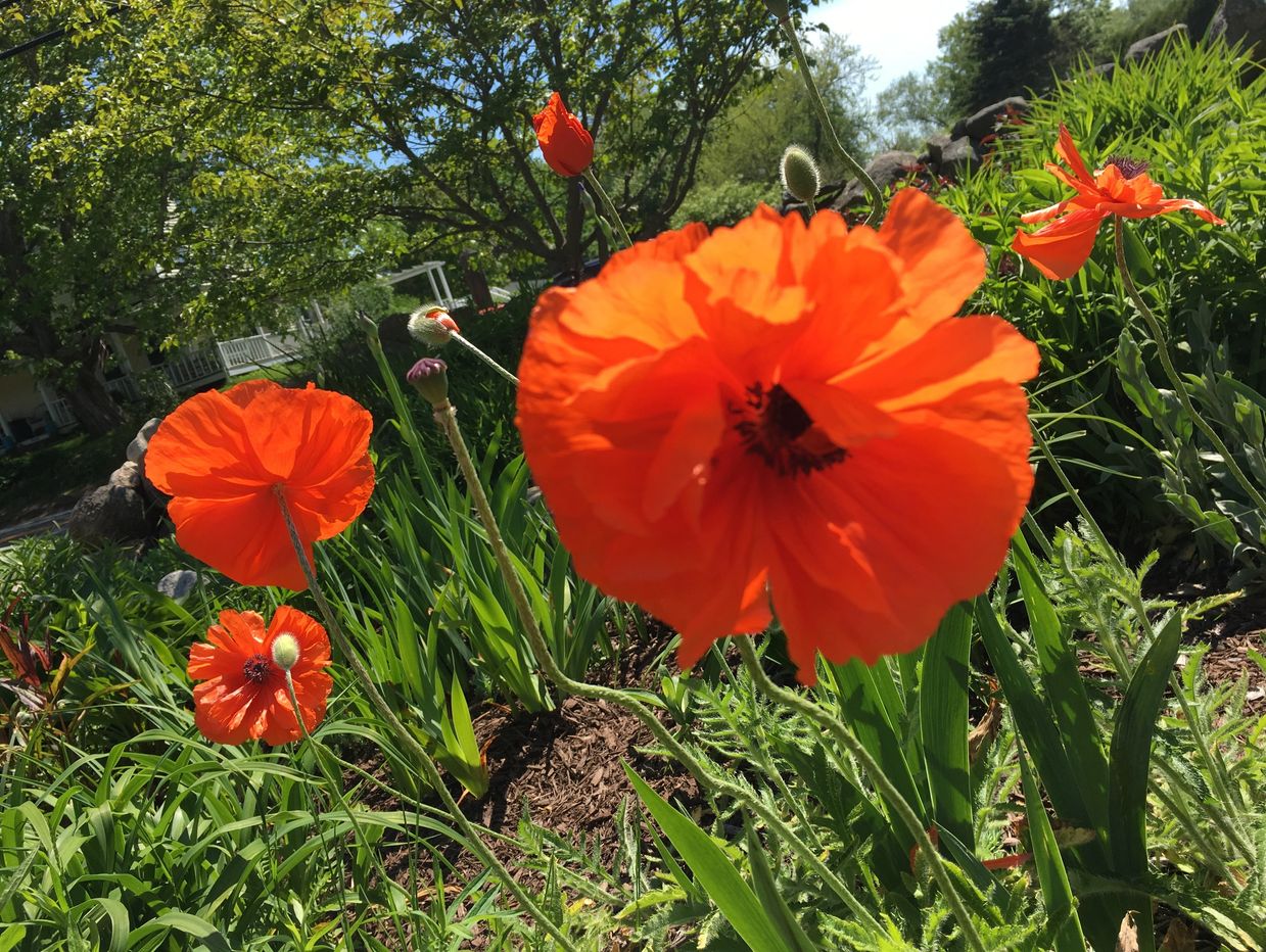 Field of poppy flowers in Charlestown, RI