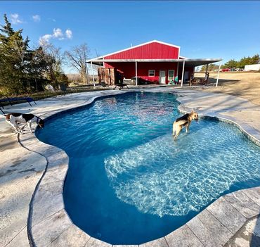 pups in pool