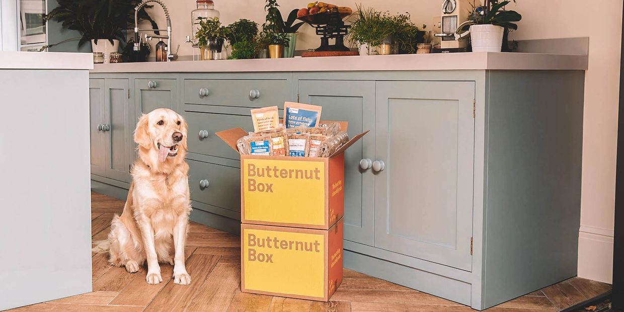 Dog in kitchen