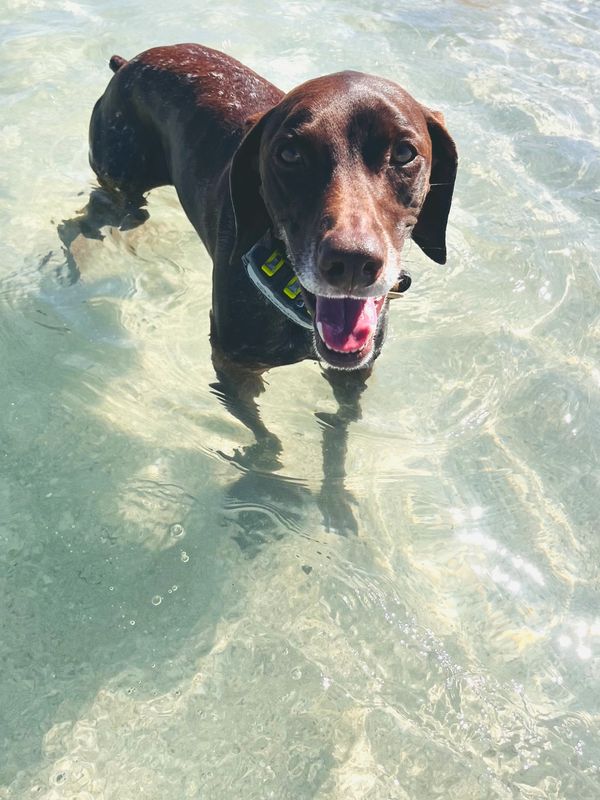 Meet Luna, Our German Short Haired Pointer! Master lizard hunter and Daddy’s little girl.