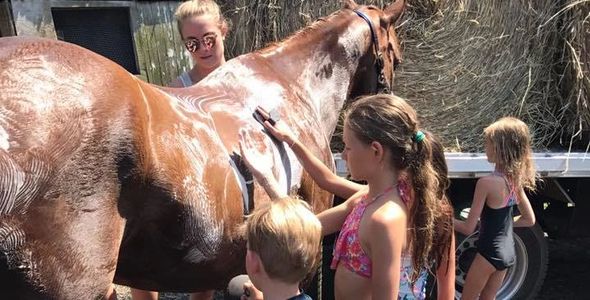 Bathing the chestnut horse with other campers at summer camp
