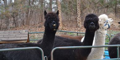 Alpaca petting zoo