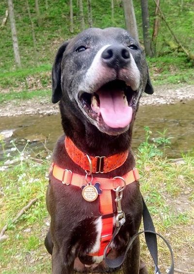 Dog Collar Model