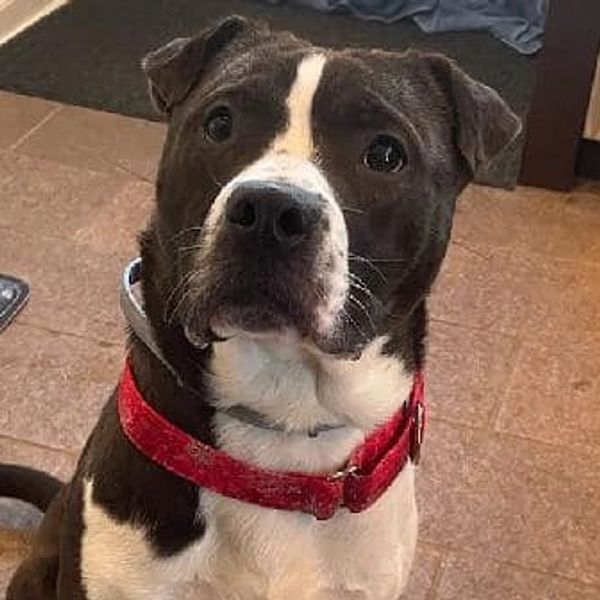 Rescue Dog