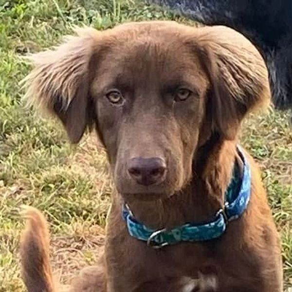 Lab Mix