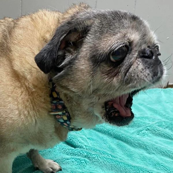 Pug