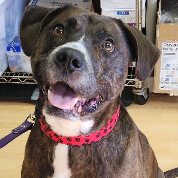 Pittie Mix