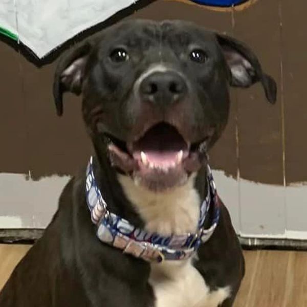 Pittie