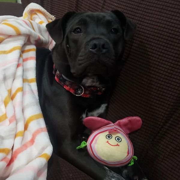 Rescue Dog
