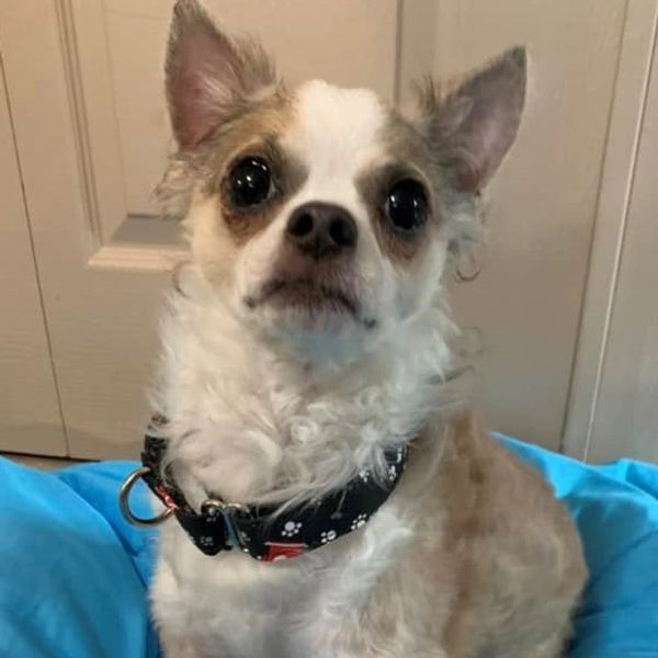 Chihuahua