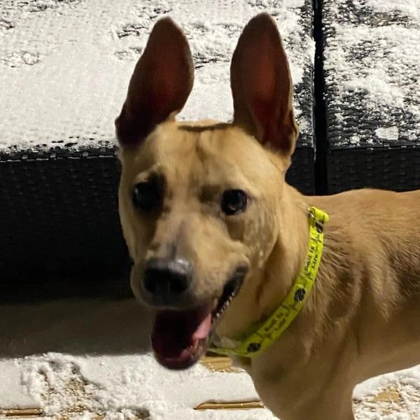 Shepherd Mix