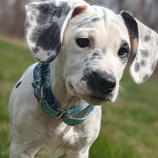 Pittie Puppy