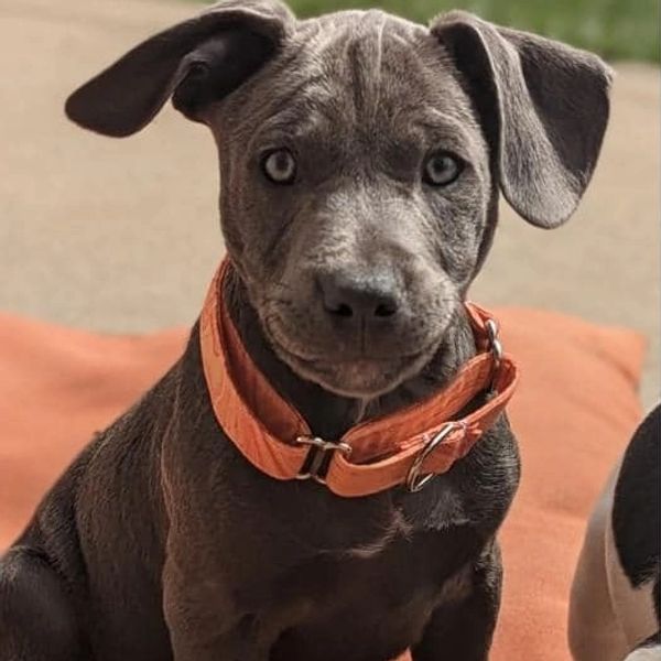 Pittie Puppy