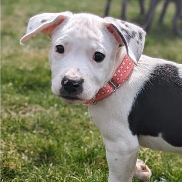 Pittie Puppy