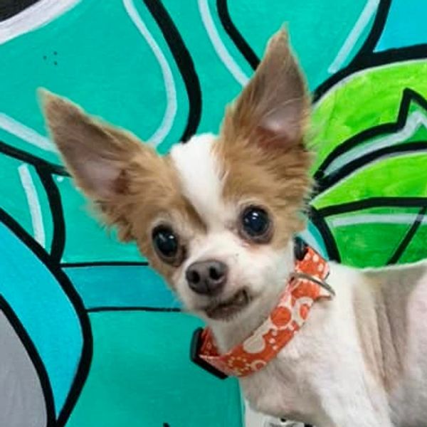 senior chihuahua