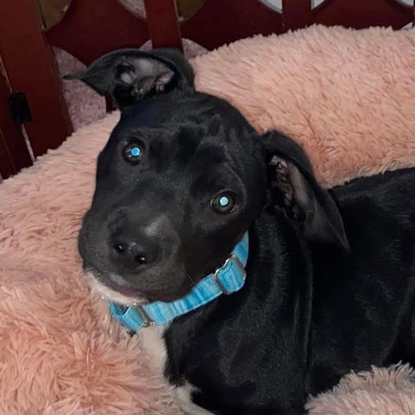 Pittie Puppy