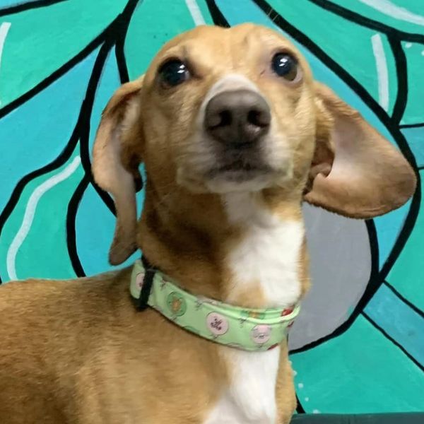 Dachshund 