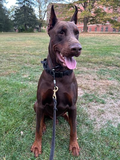 Alert Doberman dog sitting on grass with leash and collar.