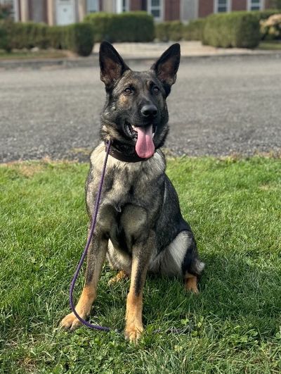 A happy German Shepherd sitting on grass with a leash.