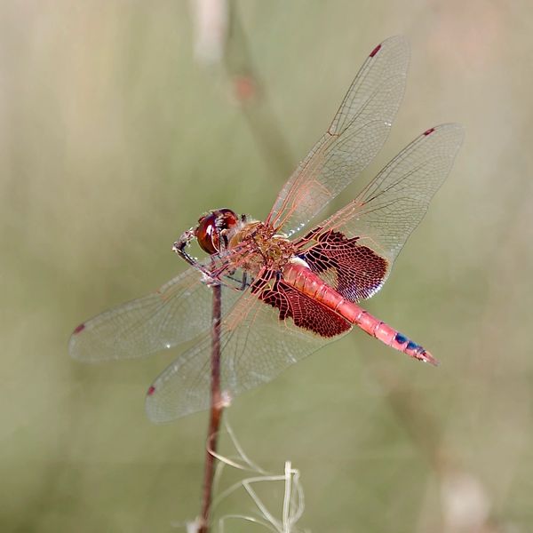 Close up of a very detailed dragonfly