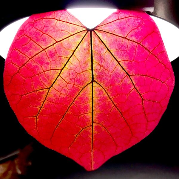 Large heart shapedRedbud leaf taped to a lamp  The light shows off the deep red and yellow in the le