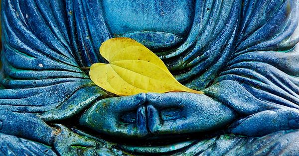 Photography of Hearts 
heart shaped leaves