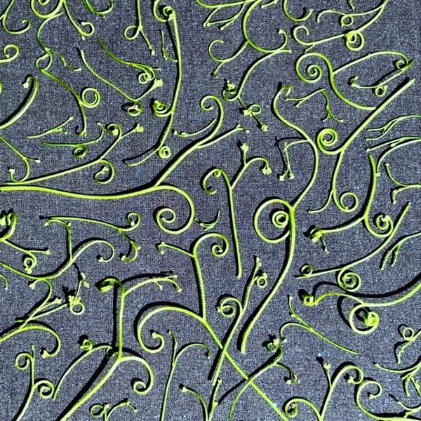 Curly ends from grape vines put together like a maze. These look like the tip top of Cindy Lou Who's
