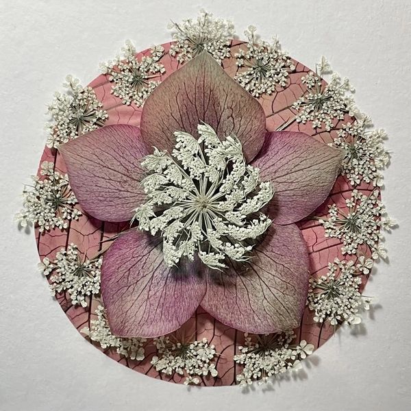 Pink poinsettia, queen Anne's lace, and a hellebore
art with pressed leaves and pressed flowers