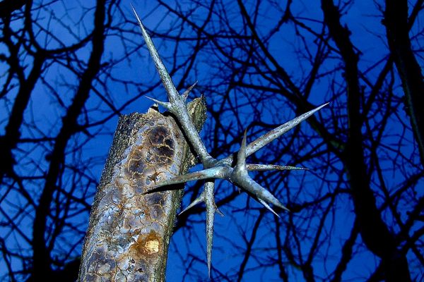 A sharp Honey Locus Tree thorn grows from a tree trunk. Everything in photo is deep blue.