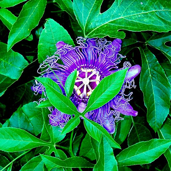 Purple Passion flower with cross shaped leaf