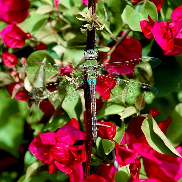 Dragonfly sits on a bougainvillea bush in the sunshine.  It is so ornate it looks like turquoise blu