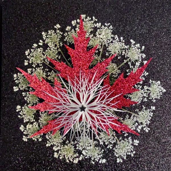 art with pressed leaves and pressed flowers 
harvested Umbel from Queen Anne's Lace