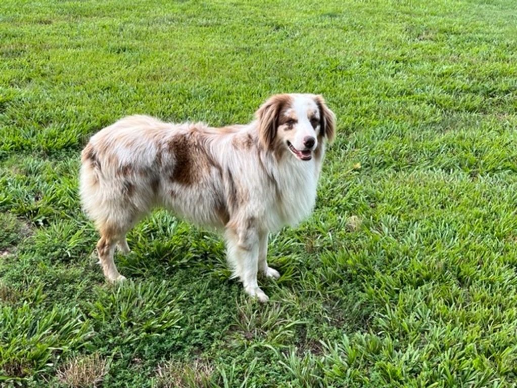 A fluffy Australian Shepherd dog stands on green grass, looking happy.