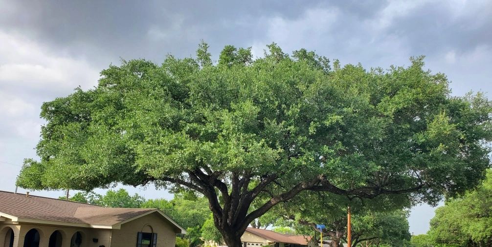 Burleson Tree Care - Tree Trimming and Removal - San Antonio, Texas