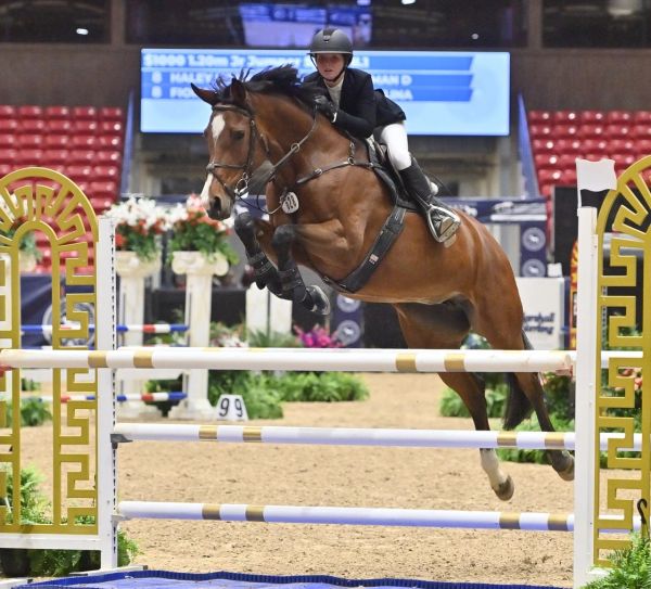 Equestrian jumping over a hurdle in competition.